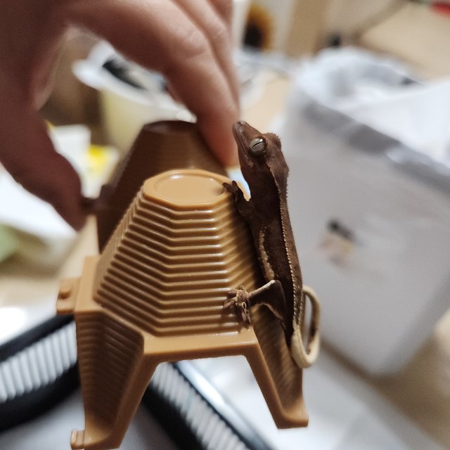 레드 팬텀 릴리화이트