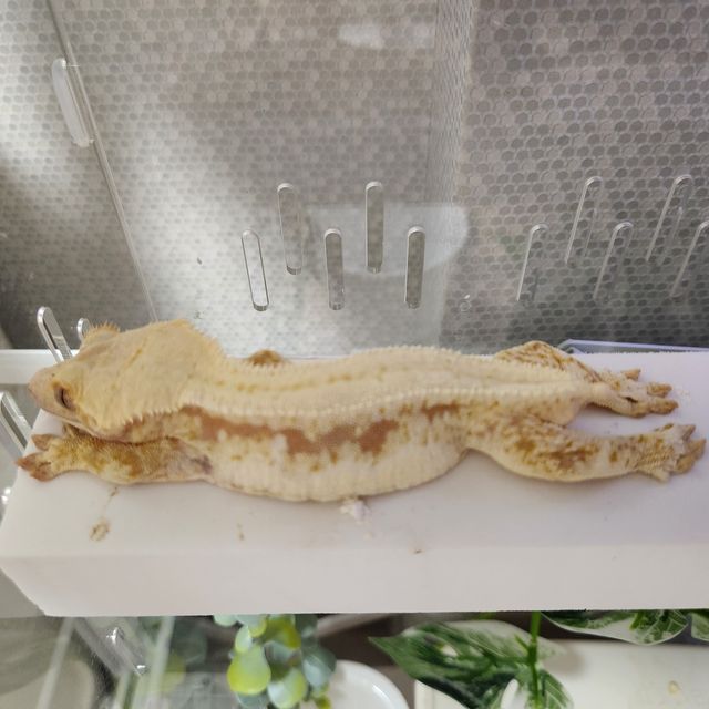 릴리화이트 크림