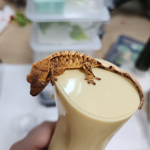 타이거 트라이 익스트림할리퀸