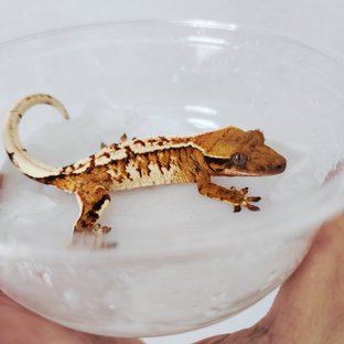 익스트림할리퀸 할리퀸 화이트핀 화이트크라운 화이트스팟 텐저린