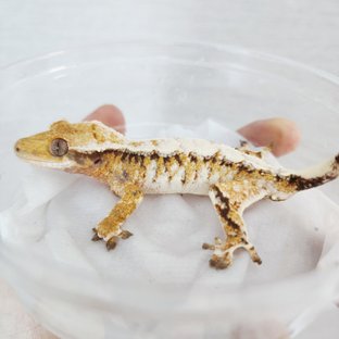 Tri Drippy Extreme Harlequin White Crown White Spot Harlequin