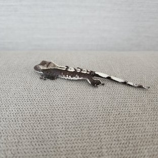 아잔틱 화이트스팟 할리퀸