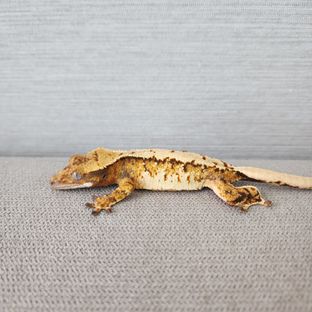 익스트림할리퀸 트라이 할리퀸 텐저린