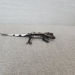 아잔틱 핀스트라이프 화이트핀 쿼드