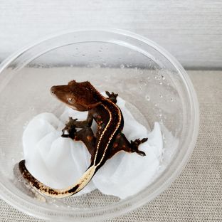 슈퍼스트라이프 엠티백 풀핀 블랙