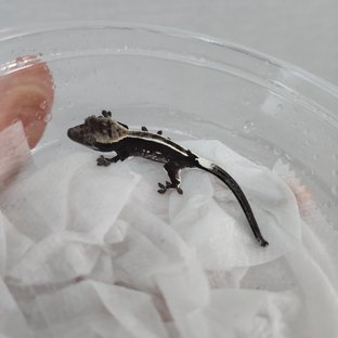 아잔틱 핀스트라이프 화이트핀 화이트스팟 화이트포트홀