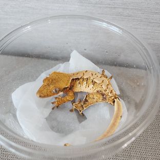 익스트림할리퀸 트라이