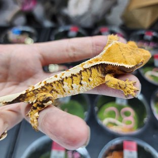 트라이 익스트림할리퀸 할리퀸 화이트핀 화이트크라운 텐저린