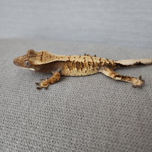 트라이 익스트림할리퀸