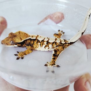 트라이 익스트림할리퀸 할리퀸 화이트크라운 텐저린