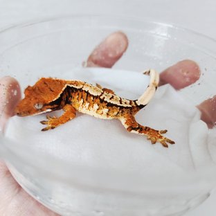 Tri Extreme Harlequin Harlequin Tangerine White Crown White Spot