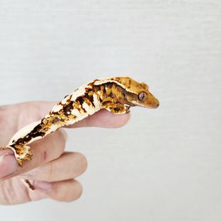 익스트림할리퀸 텐저린 할리퀸 화이트핀