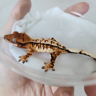 트라이 익스트림할리퀸 할리퀸 화이트핀