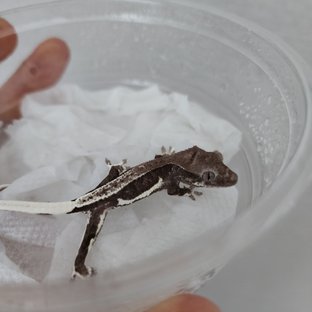 릴잔틱 팬텀 풀핀 화이트핀