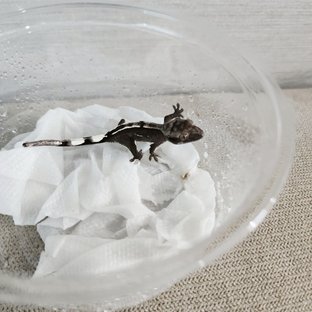 아잔틱