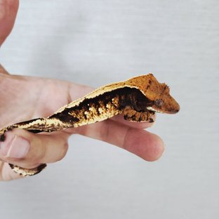 100% Het Axanthic Harlequin Extreme Harlequin Tri Black Solid Back