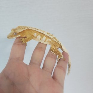 크림시클 크림 화이트스팟 드리피