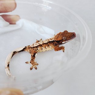 Tri Extreme Harlequin Harlequin White Spot White Crown Tangerine