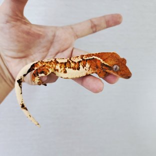 Extreme Harlequin Harlequin White Spot White Crown Tri Tangerine
