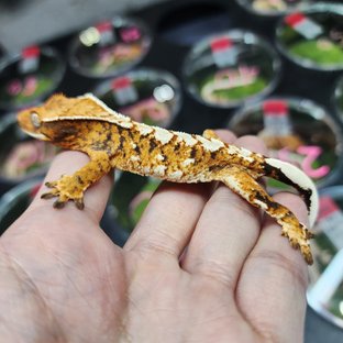 트라이 익스트림할리퀸 할리퀸 화이트크라운 화이트스팟 화이트핀