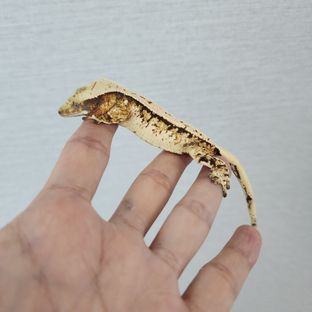 트라이 익스트림할리퀸