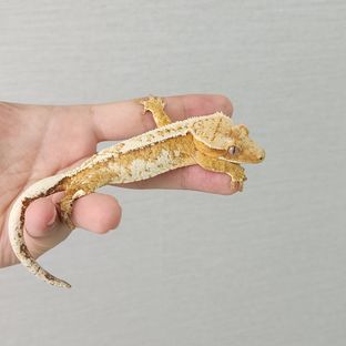 크림시클 크림 화이트스팟 드리피