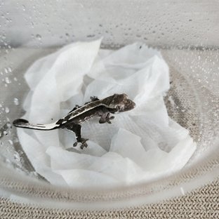 아잔틱