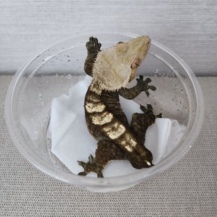 플레임 다크 블랙