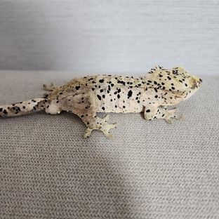 슈퍼달마시안