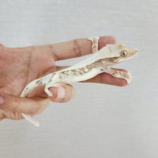 Lilly 100% Het Axanthic Tri Full Pinstripe