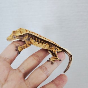 100% Het Axanthic Tri Full Pinstripe Quad