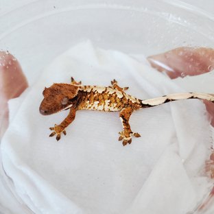 Tri Extreme Harlequin Harlequin White Spot Tangerine