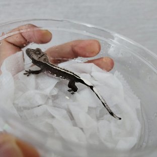 아잔틱 풀핀 화이트핀