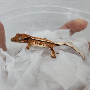 트라이 화이트핀 핀스트라이프 화이트스팟 텐저린