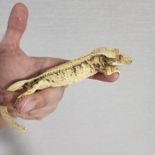 트라이 드리피 화이트스팟 풀핀 화이트포트홀 화이트핀