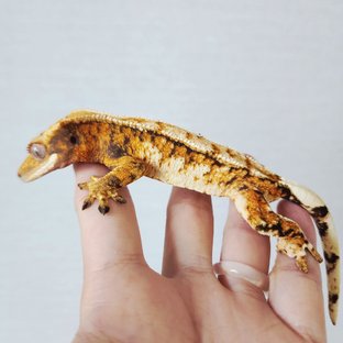 Tri Drippy Extreme Harlequin Harlequin Tangerine