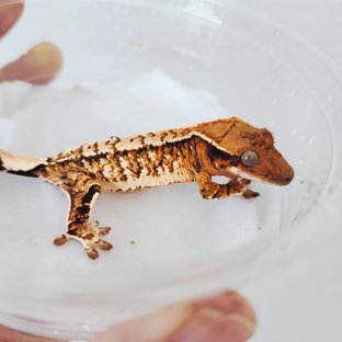 Tri White Spot White Crown Extreme Harlequin Tangerine