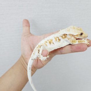 릴리화이트 트라이