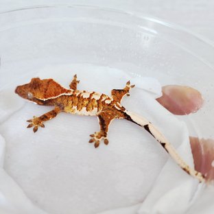 트라이 익스트림할리퀸 할리퀸 화이트크라운 텐저린