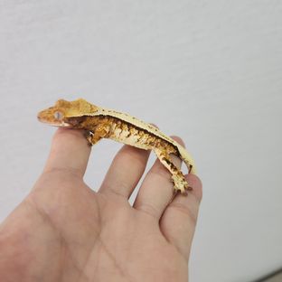 트라이 익스트림할리퀸 풀핀