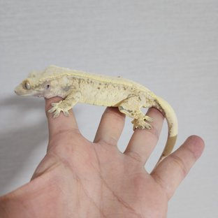 드리피 화이트 핀스트라이프 화이트스팟 트라이