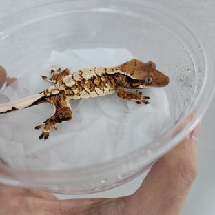 트라이 화이트핀 익스트림할리퀸 할리퀸 텐저린 화이트