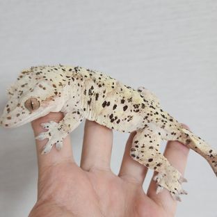 슈퍼달마시안