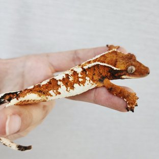 Tri Tangerine White Pin White Spot Extreme Harlequin White