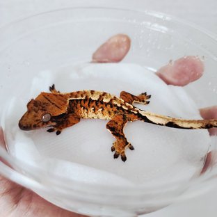 Extreme Harlequin Harlequin Tri Tangerine White Spot White Crown