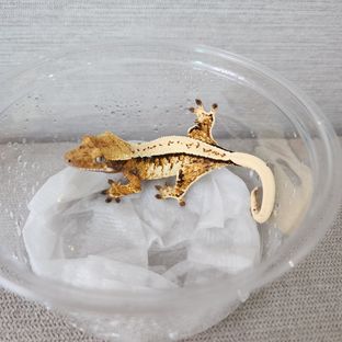 트라이 익스트림할리퀸 풀핀