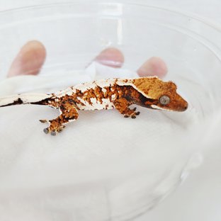 트라이 익스트림할리퀸 할리퀸 화이트크라운 화이트스팟 텐저린