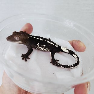 Axanthic White Spot Harlequin White Pin White Porthole Black