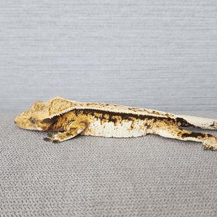 트라이 핀스트라이프 쿼드