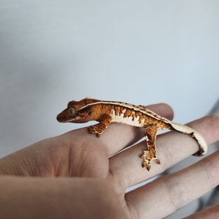 트라이 화이트핀 핀스트라이프 화이트스팟 텐저린